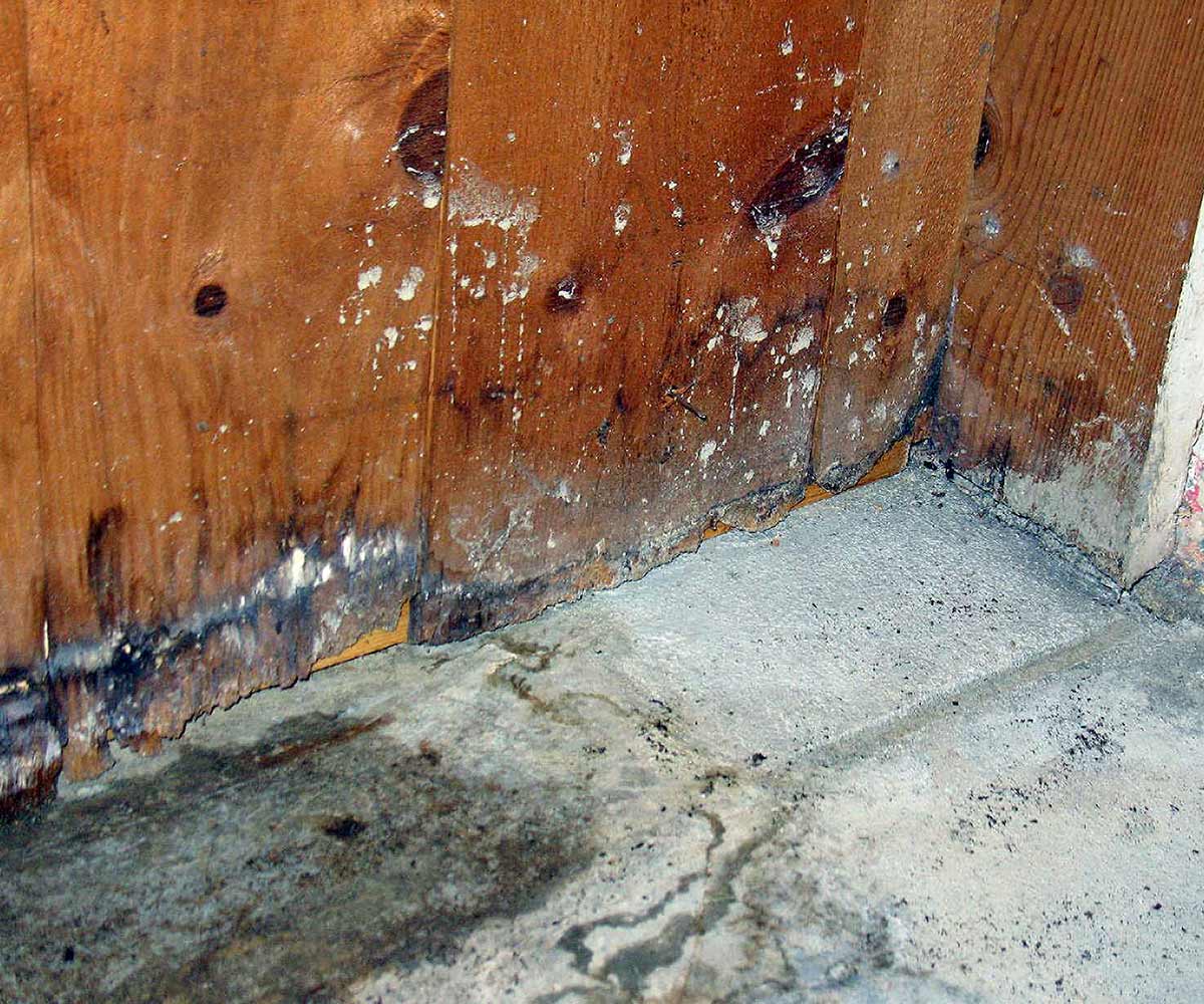 Mold Damage